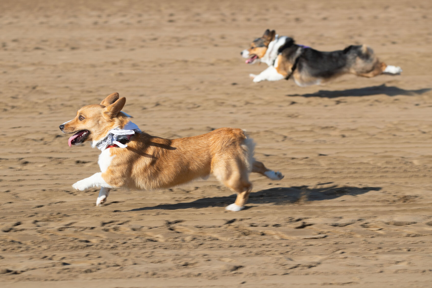 Corgi Love
